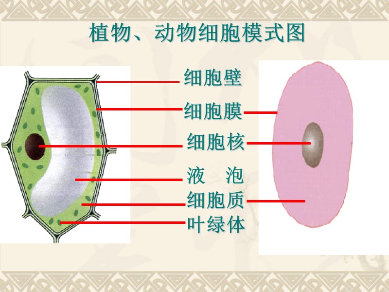 济南版生物七年级上册第三节《细胞的分裂与分化》课件.ppt_第2页