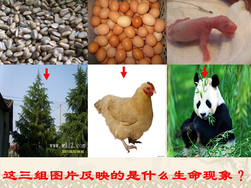 济南版生物七年级上册第三节《细胞的分裂与分化》课件.ppt_第3页