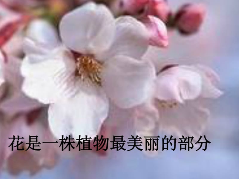 青岛版小学科学五年级下册《植物的花》课件4.ppt_第1页