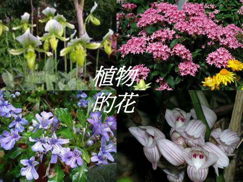 青岛版小学科学五年级下册《植物的花》课件4.ppt_第3页