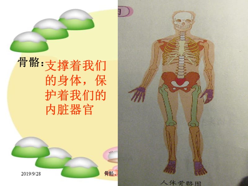 教科版小学科学四年级上册《骨骼、关节和肌肉》ppt课件.ppt_第3页