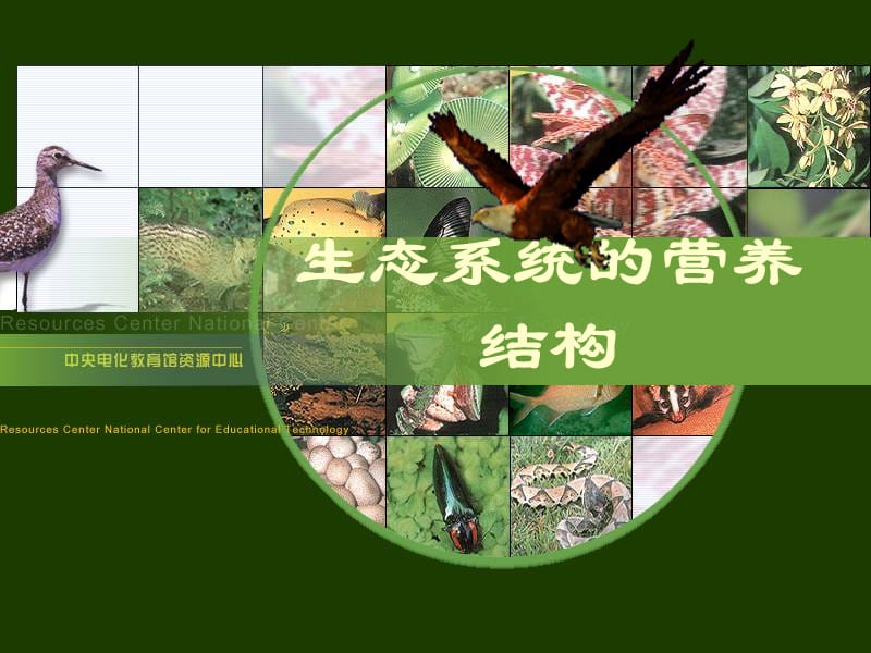 浙教版高中生物课件：生态系统的营养结构.ppt_第1页