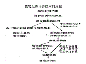 新课标人教版高中生物选修三专题二《细胞工程》精品课件.ppt