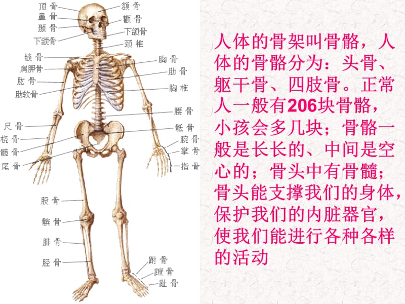 教科版小学科学四年级上册《骨骼、关节和肌肉》课件.ppt_第2页