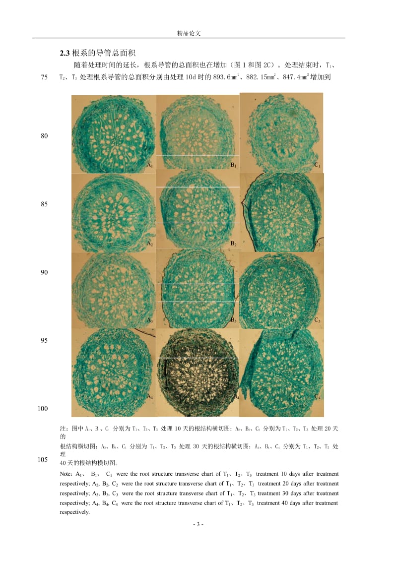 根际温度对高温下温室番茄根系显微结构.doc_第3页