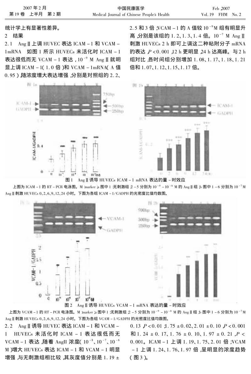 AngⅡ对血管内皮细胞表达粘附分子和释放NO的影响.pdf_第3页