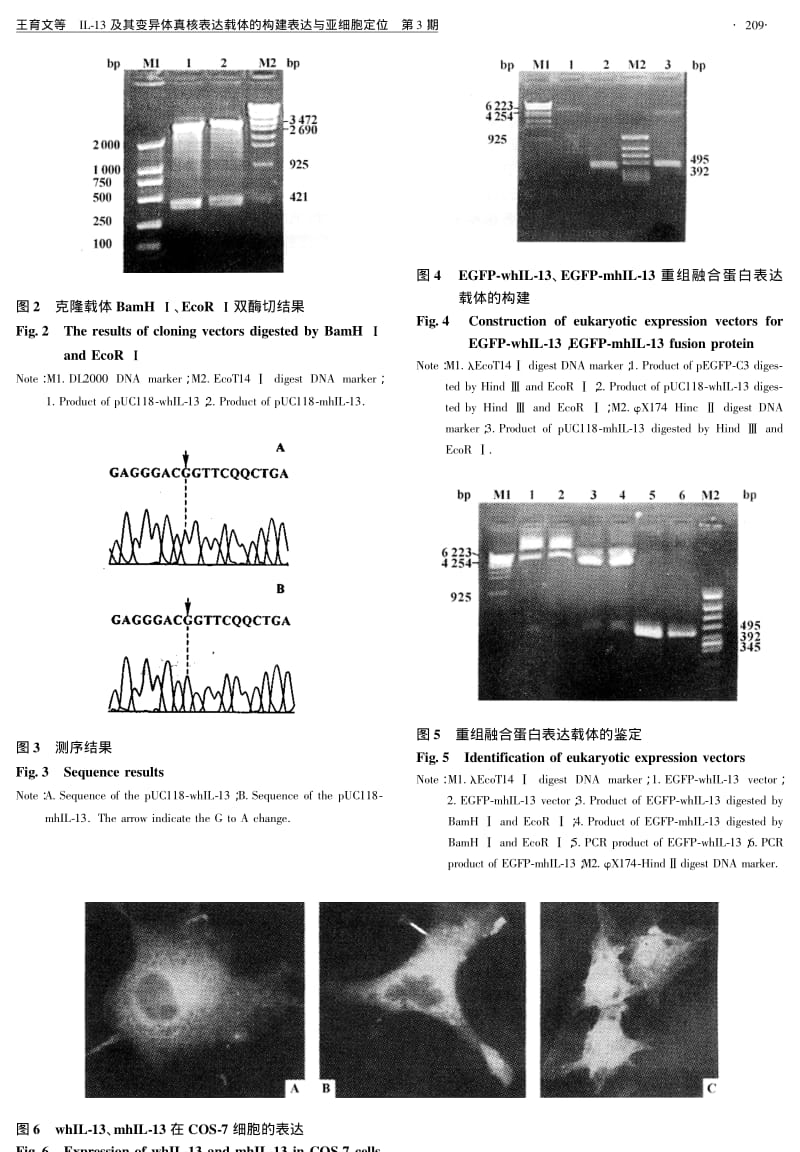 IL13及其变异体真核表达载体的构建表达与亚细胞定位.pdf_第3页