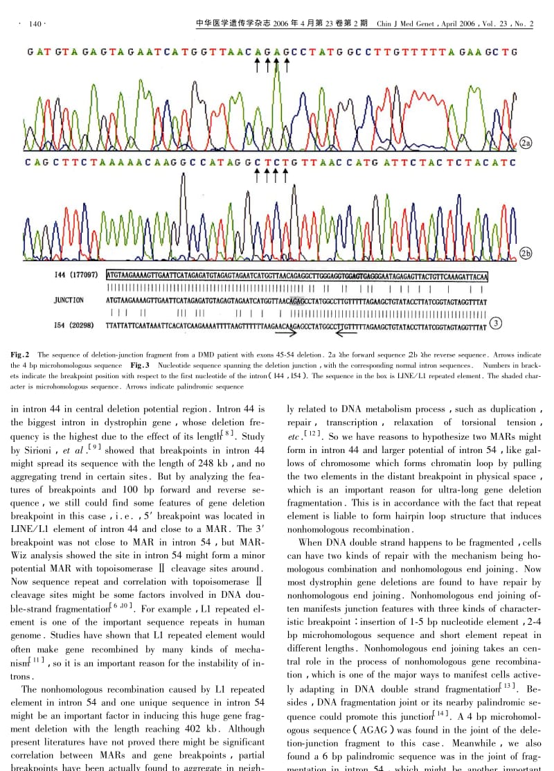 DYSTROPHIN基因第45～54外显子缺失连接片段的克隆和测序.pdf_第3页