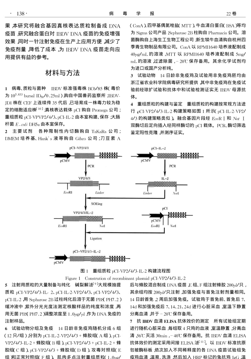 传染性法氏囊病病毒 VP243CHIL2融合基因DNA疫苗免疫原性研究.pdf_第2页