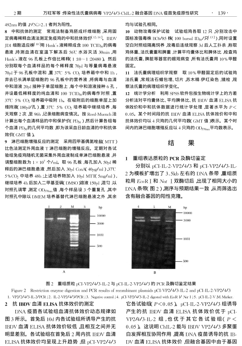 传染性法氏囊病病毒 VP243CHIL2融合基因DNA疫苗免疫原性研究.pdf_第3页