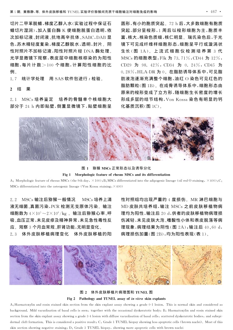 体外皮肤移植和TUNEL实验评价猕猴间充质干细胞输注对细胞免疫的影响.pdf_第3页