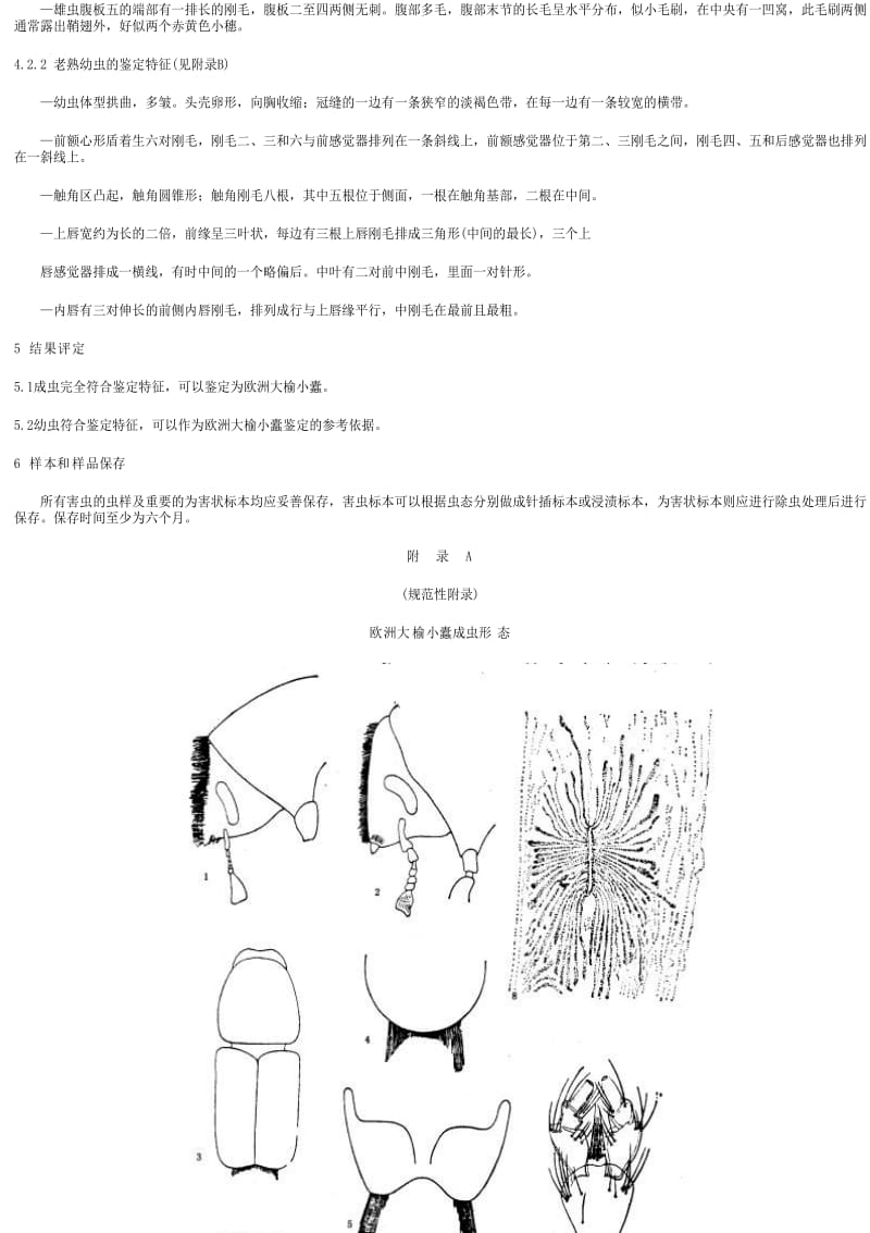 [商检标准]-SNT 1125-2002 欧洲大榆小蠹检疫鉴定方法.pdf_第2页