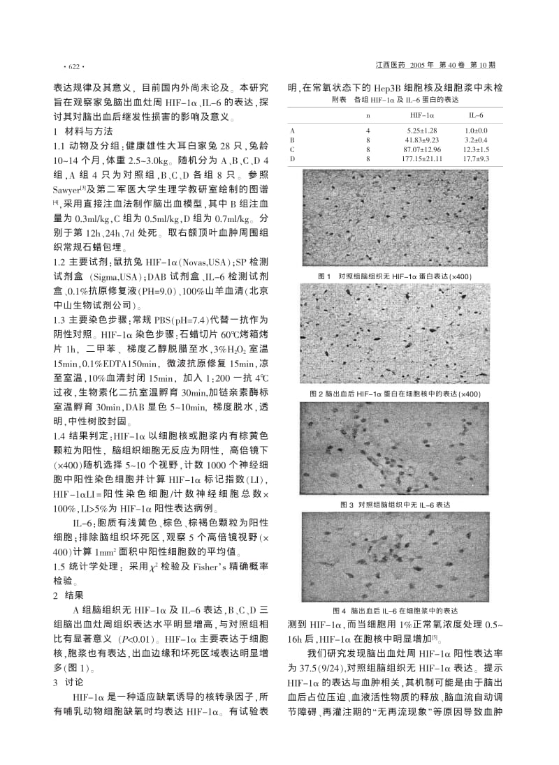 兔脑出血灶周缺氧诱导因子-1α、IL-6表达的实验研究.pdf_第2页