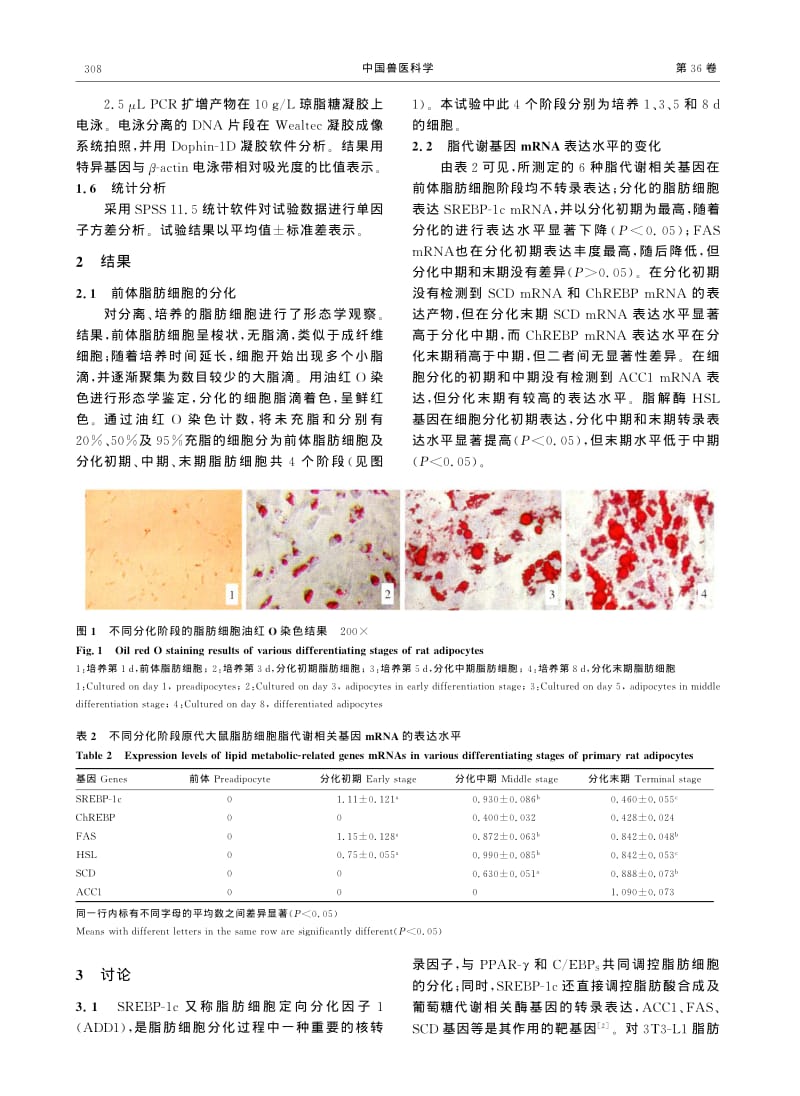 大鼠脂肪细胞分化过程中脂代谢相关基因转录表达时序的研究.pdf_第3页