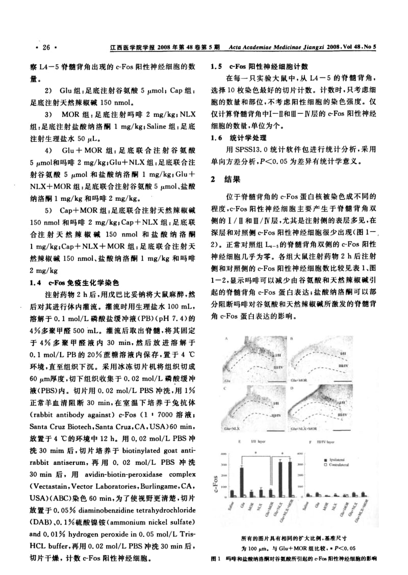 吗啡对谷氨酸和天然辣椒碱引起的大鼠脊髓背角c-Fos蛋白表达的影响.pdf_第3页