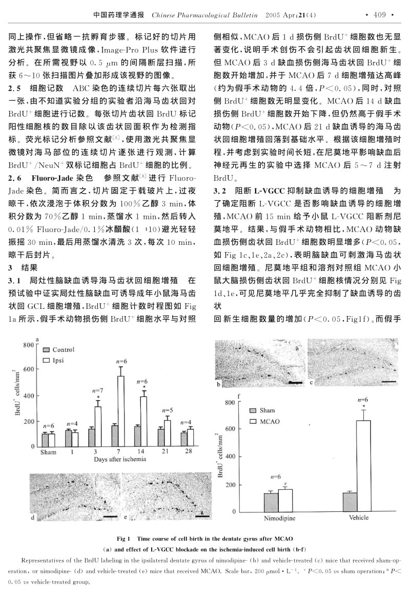 尼莫地平对局灶性脑缺血诱导的成年小鼠齿状回神经元再生的影响.pdf_第3页