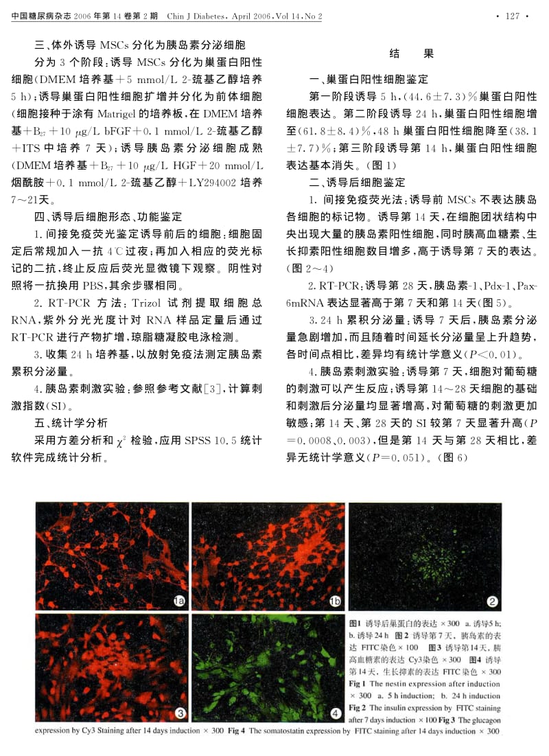 体外诱导大鼠骨髓间质干细胞分化为胰岛样细胞的研究.pdf_第2页