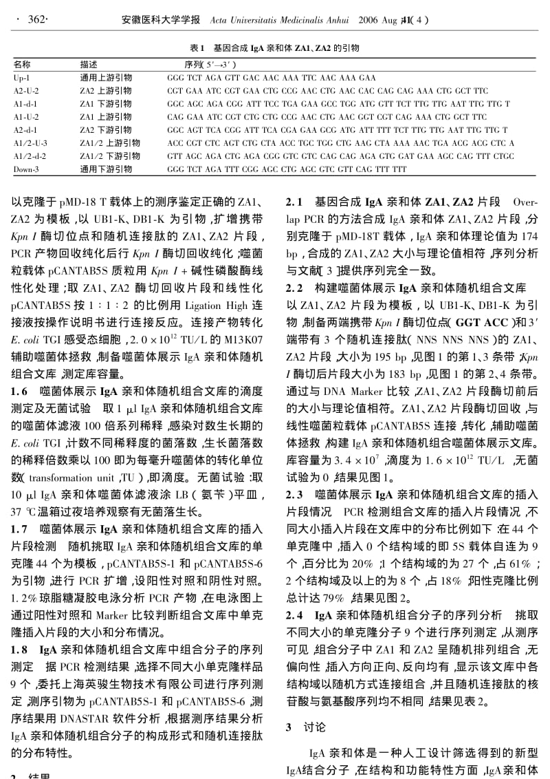 噬菌体展示IGA亲和体随机组合文库的构建.pdf_第2页