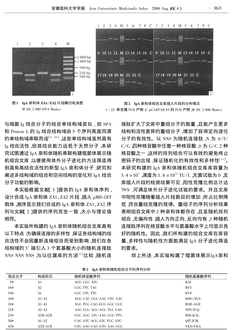 噬菌体展示IGA亲和体随机组合文库的构建.pdf_第3页