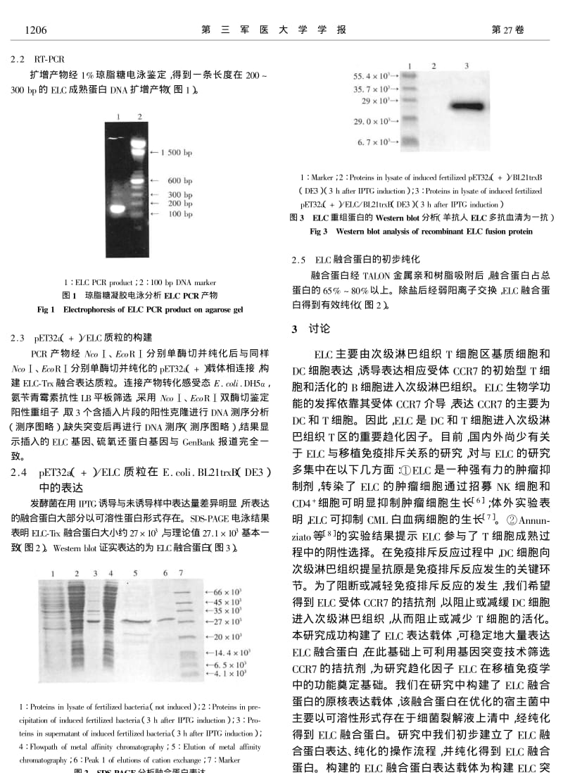 人趋化因子ELC的克隆与表达.pdf_第3页