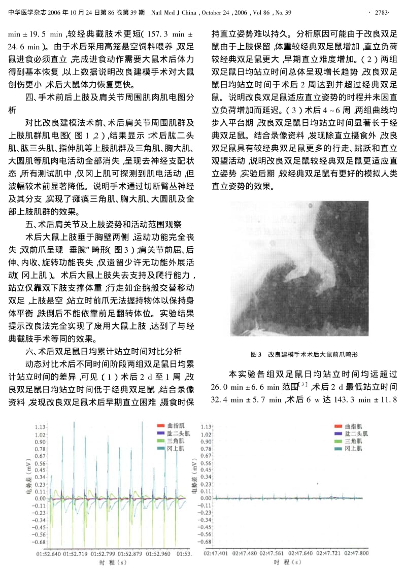 一种双足鼠改良建模手术方法的研究.pdf_第3页