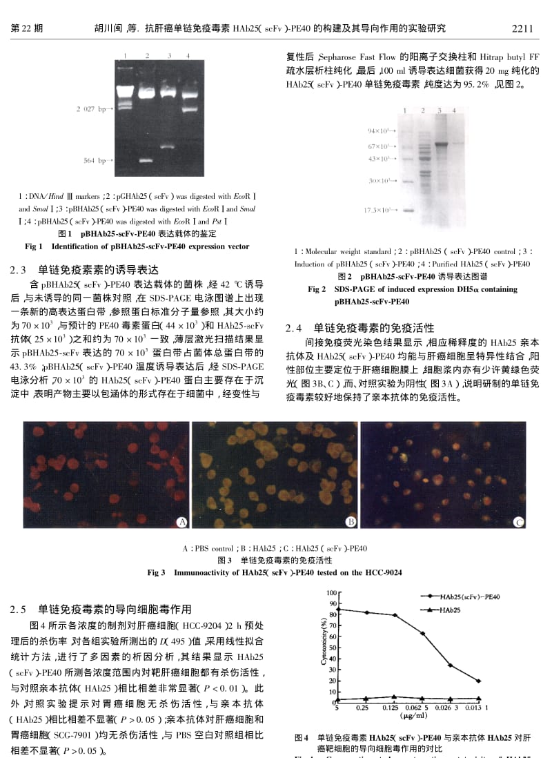 抗肝癌单链免疫毒素HAB25SCFVPE40的构建及其导向作用的实验研究.pdf_第3页