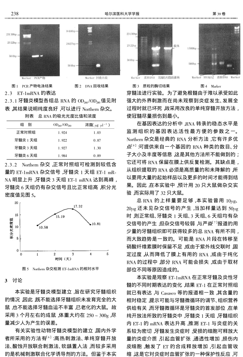 内皮素的mRNA在实验性牙髓炎组织中的表达.pdf_第3页