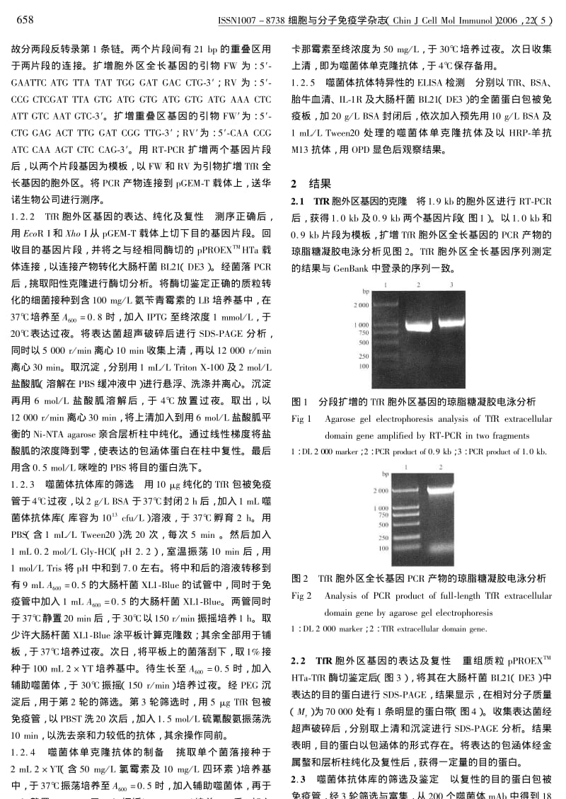 抗转铁蛋白受体抗体的筛选和鉴定.pdf_第2页