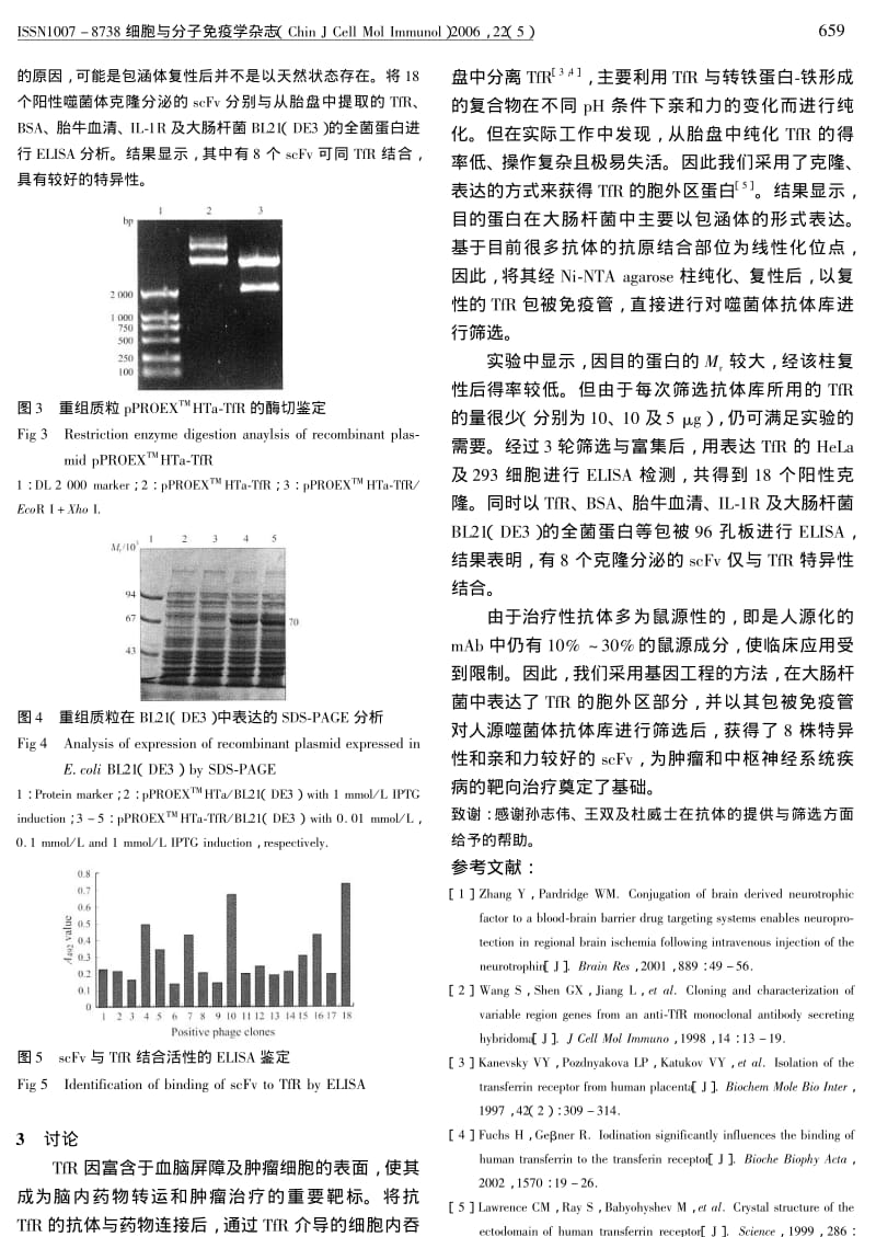 抗转铁蛋白受体抗体的筛选和鉴定.pdf_第3页