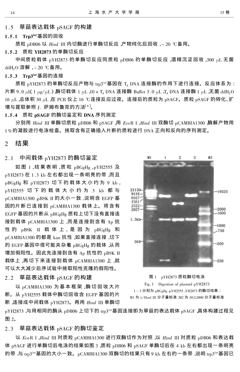 含绿色荧光蛋白及TRP3IAR基因的草菇表达载体的构建.pdf_第3页