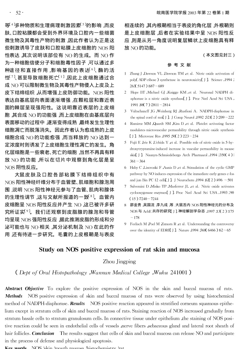 大鼠皮肤口腔粘膜内NOS阳性表达的研究.pdf_第2页