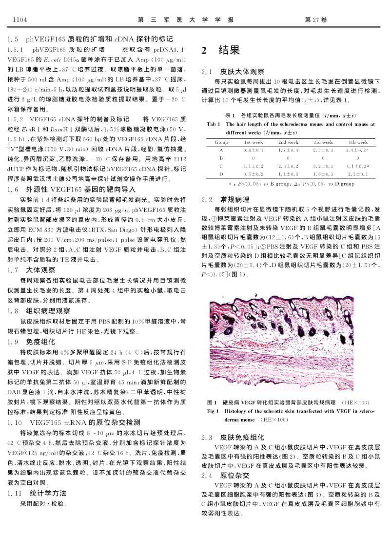 PHVEGF165基因导入促进硬皮病小鼠模型毛发生长及再生.pdf_第2页