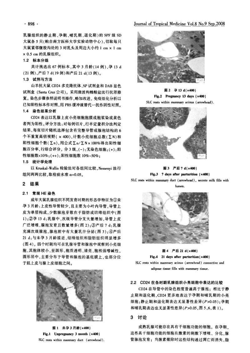 成年大鼠不同发育时期乳腺上皮小亮细胞CD24的免疫组化研究.pdf_第2页