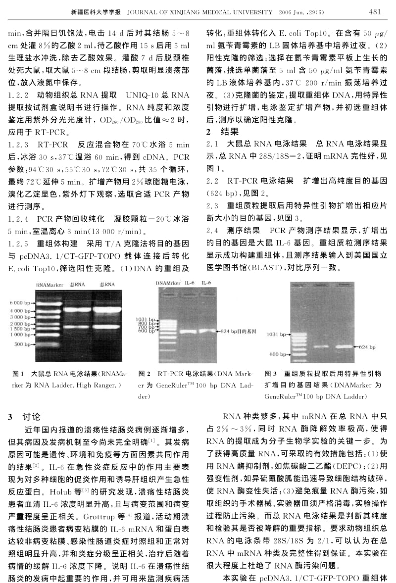 大鼠IL-6基因真核表达质粒的构建.pdf_第2页