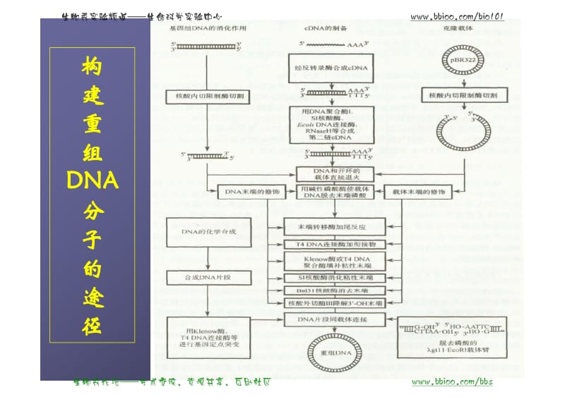 基因的分离与鉴定.pdf_第3页