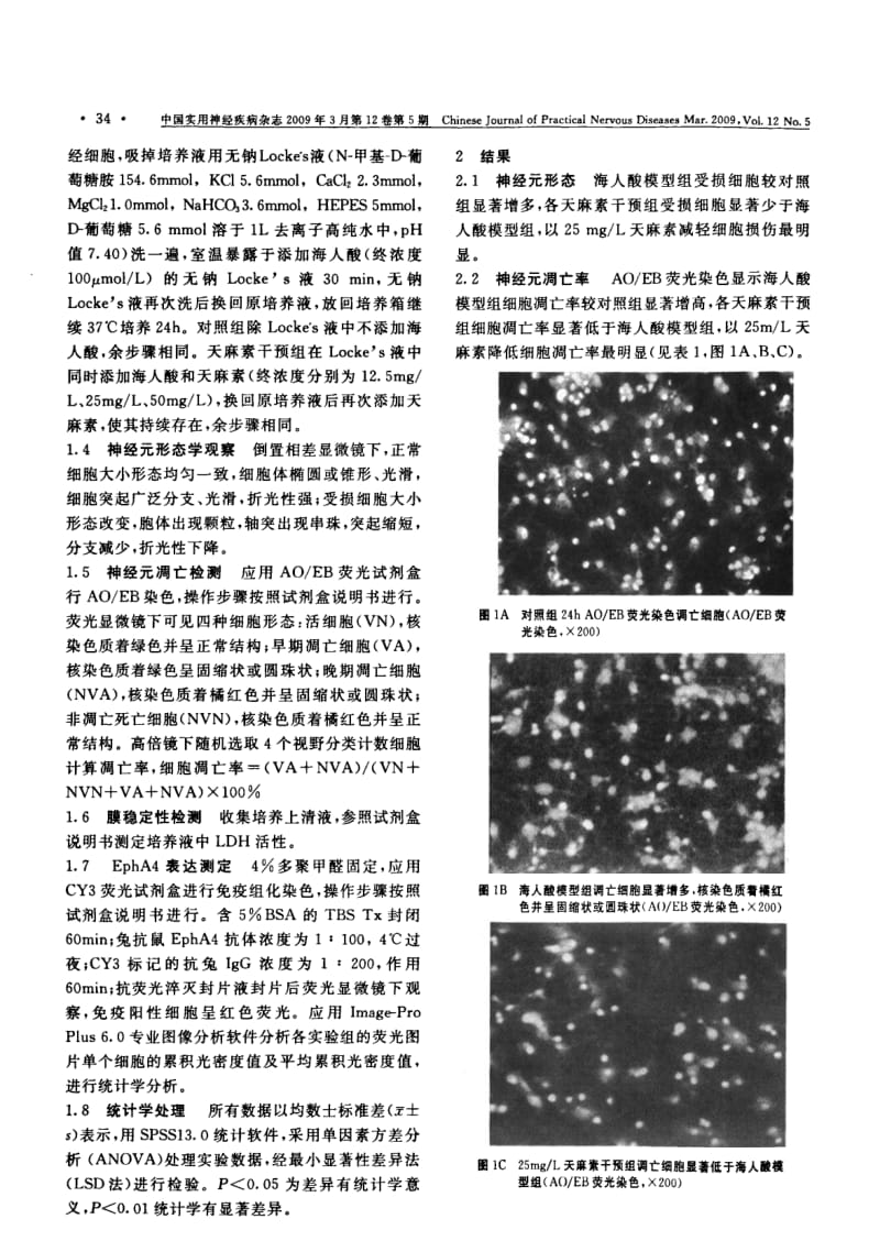 天麻素对海人酸致大鼠大脑皮质神经元损伤的保护作用.pdf_第2页