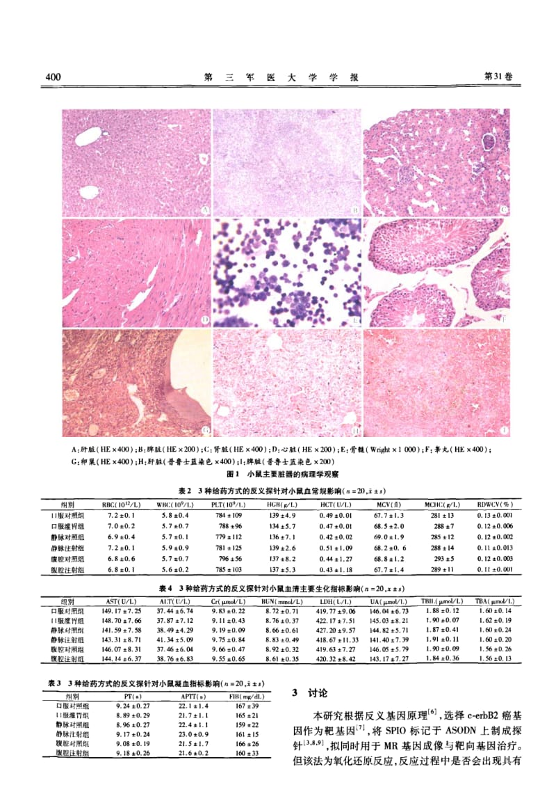 磁标记反义探针对小鼠的急性毒理观察.pdf_第3页