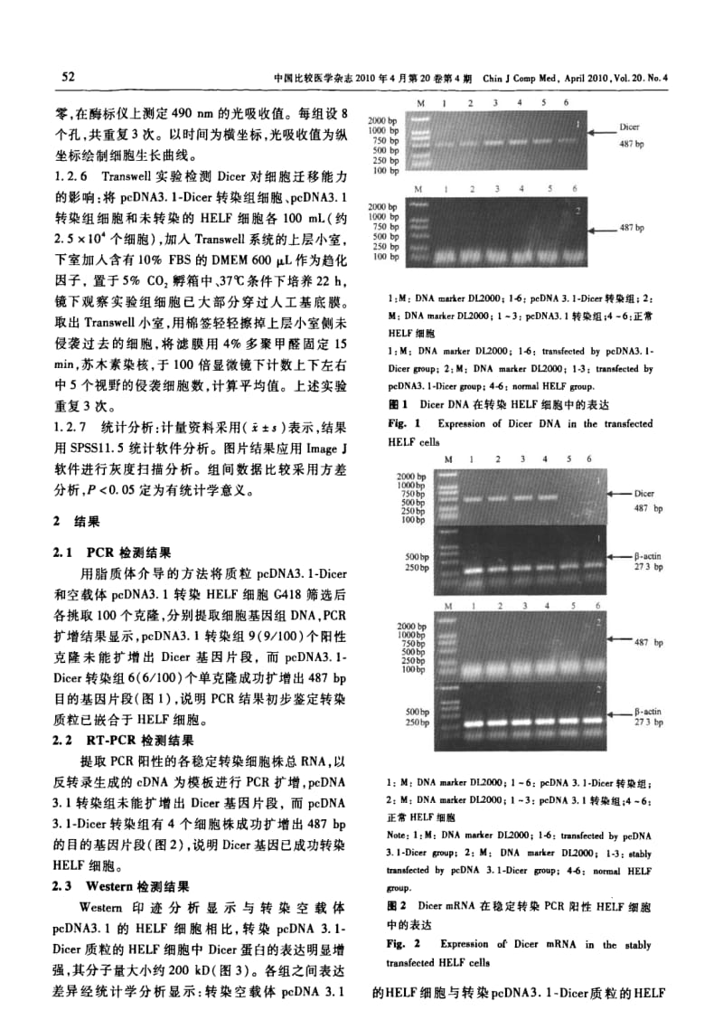 稳定转染DICER基因对HELF细胞功能的影响.pdf_第3页