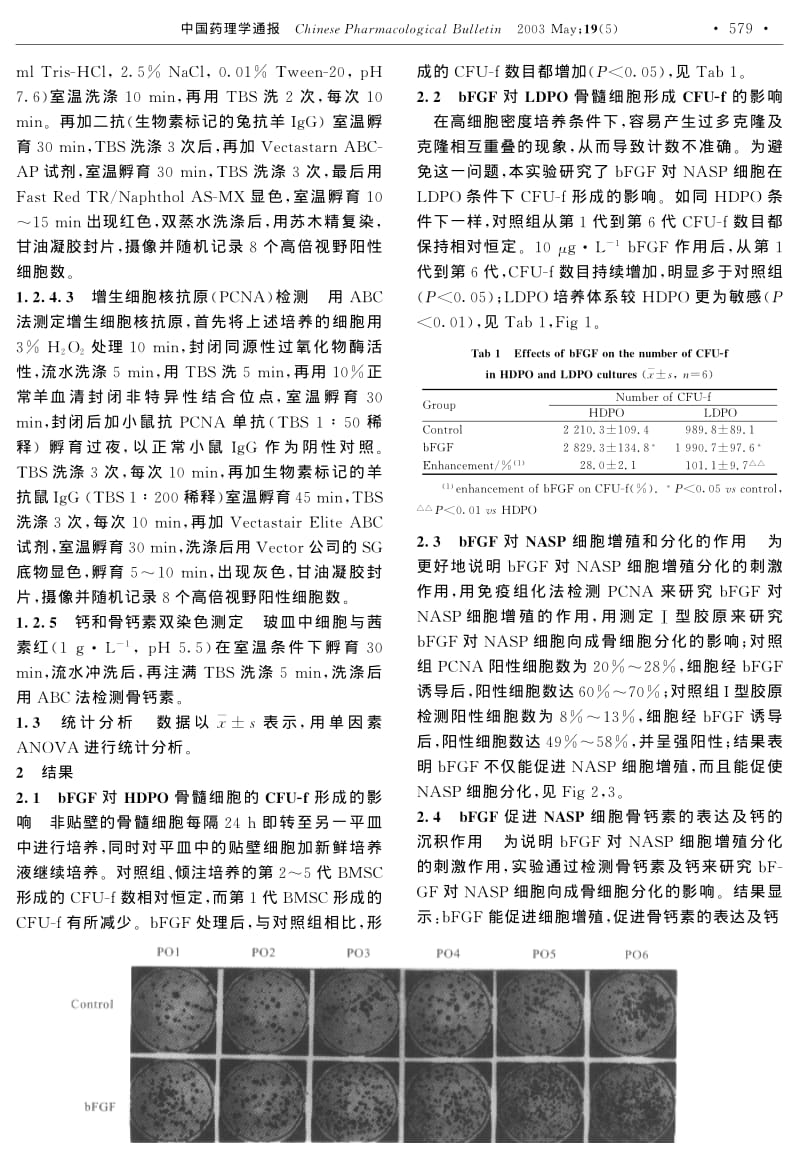 碱性成纤维细胞生长因子对非贴壁骨髓基质前体细胞增殖及分化作用的研究.pdf_第2页