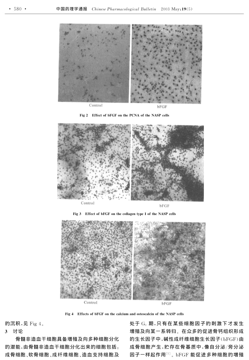 碱性成纤维细胞生长因子对非贴壁骨髓基质前体细胞增殖及分化作用的研究.pdf_第3页