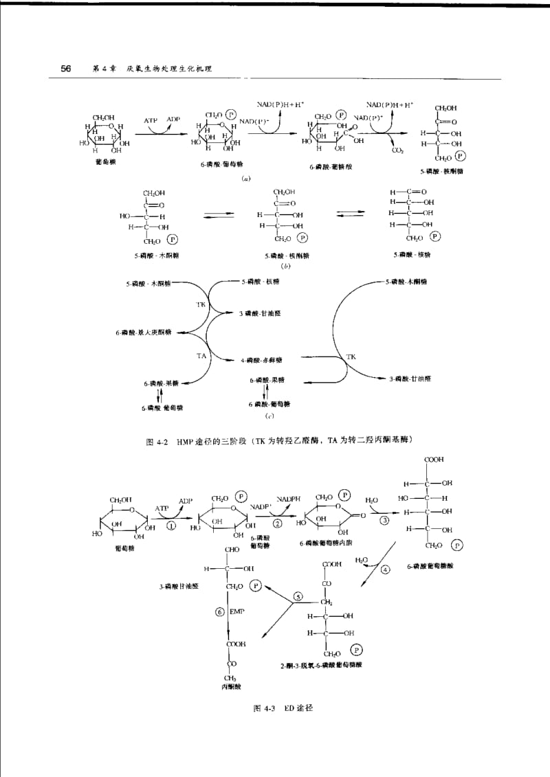 【废水处理】厌氧生物处理生化机理.pdf_第3页