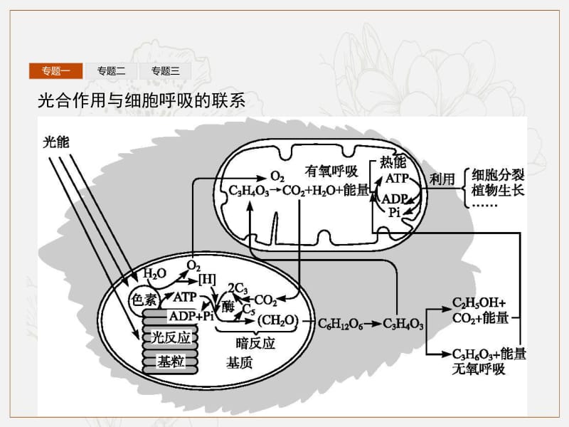 2019_2020学年高中生物第四章光合作用和细胞呼吸本章整合课件苏教版必修.pdf_第3页