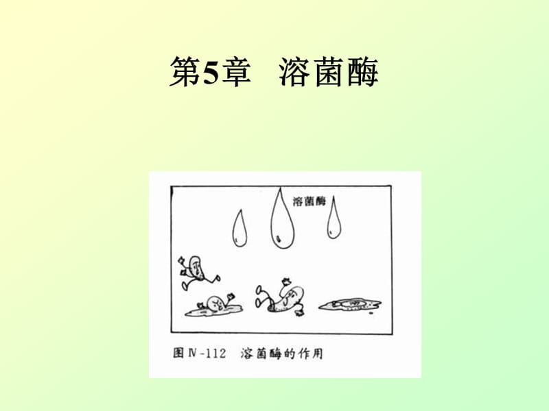 溶菌酶知识.ppt_第1页