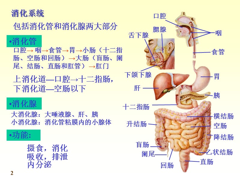 消化系统.ppt_第2页