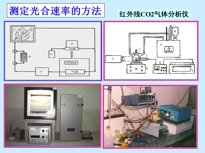 影响光合作用的因素.ppt_第3页