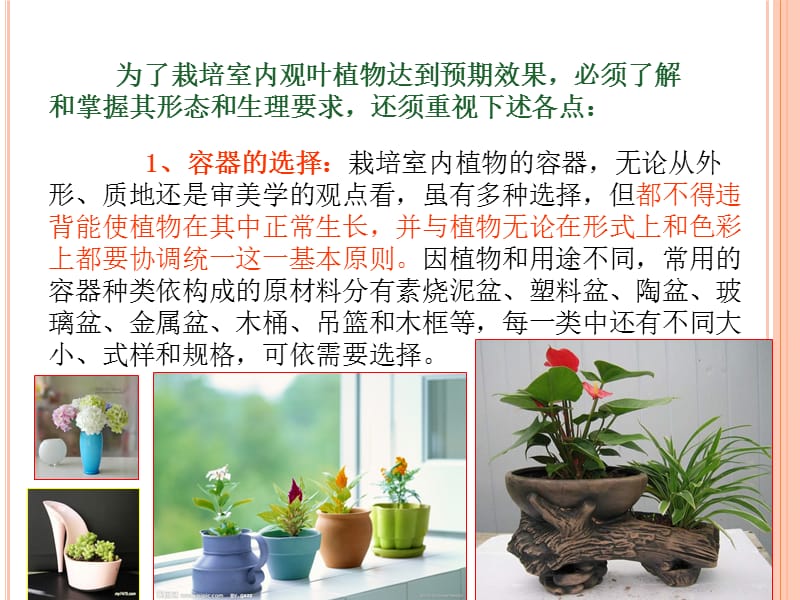 几种有益健康的常见室内植物及其养护方法.ppt_第3页