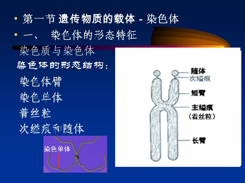 《遗传学》01.遗传的细胞学基础（38P） .ppt_第3页