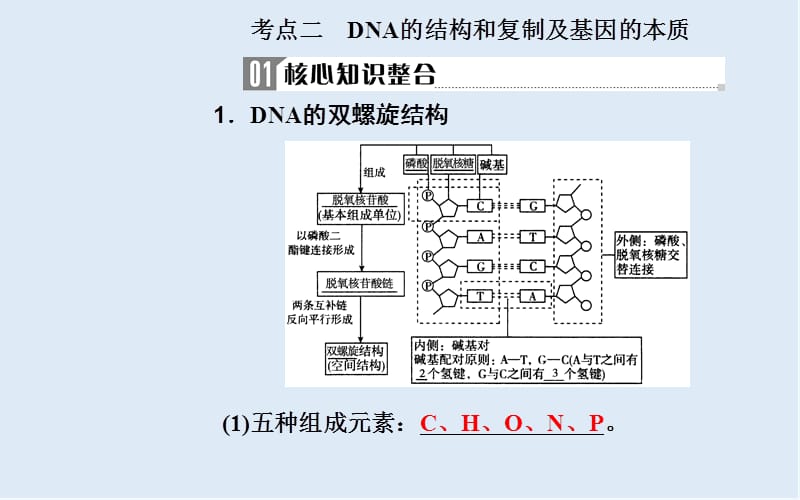 2020届高考生物二轮复习专题五考点二DNA的结构和复制及基因的本质课件.ppt_第2页