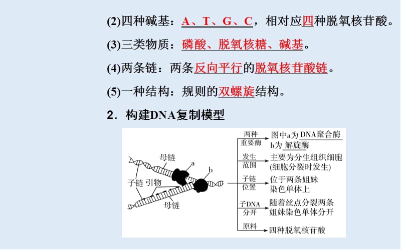 2020届高考生物二轮复习专题五考点二DNA的结构和复制及基因的本质课件.ppt_第3页