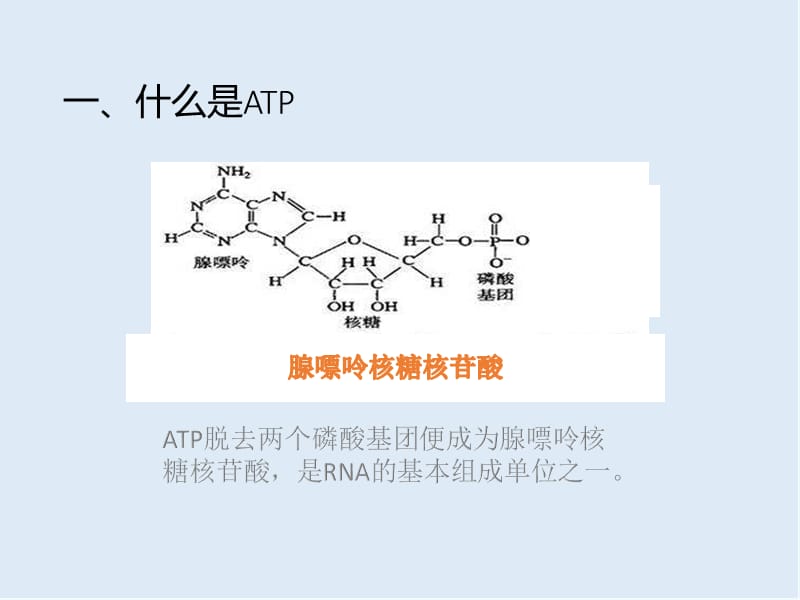 2019-2020学年高中生物人教版（2019）必修一课件：第五章 第2节 细胞的能量“货币”ATP .ppt_第3页